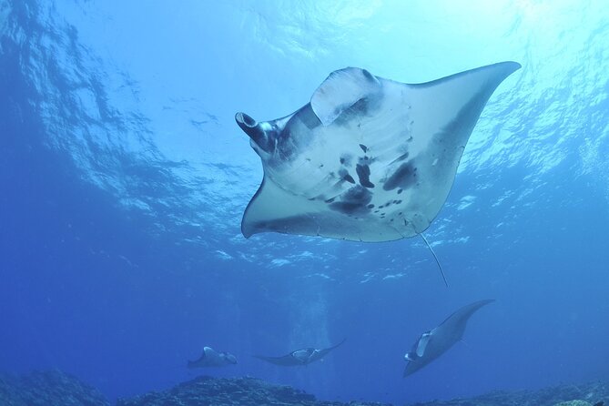 Manta Ray Night Snorkel Kona - Coral Reef Snorkel Adventures - Is $125 a fair price?