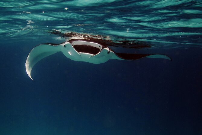 Manta Ray Night Snorkel Kona - Coral Reef Snorkel Adventures - From Honokohau Harbor to the open water