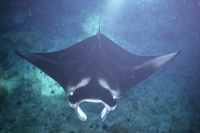 Manta Ray Night Snorkel Tour from Kona - Entering the water and reaching the lighted platform