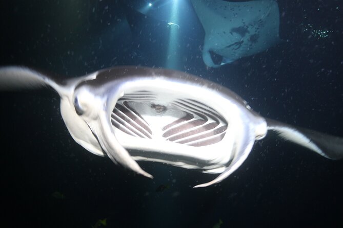 Manta Ray Night Snorkel Tour from Kona - Warm soup after the swim