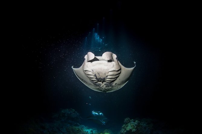 Manta Ray Night Snorkel Tour from Kona - Who should book this night snorkel?