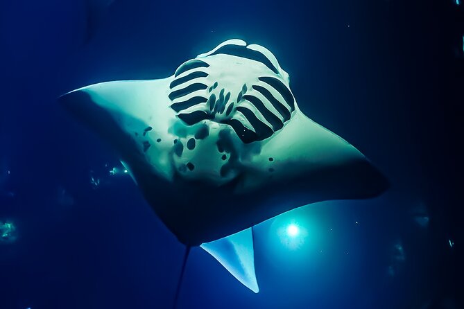 Manta Ray Night Snorkel Tour in Kailua-Kona, Big Island - Why Kona’s night manta snorkel is special