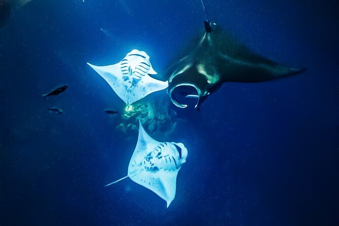 Manta Ray Night Snorkel Tour in Kailua-Kona, Big Island - Crew support and the human side of the trip