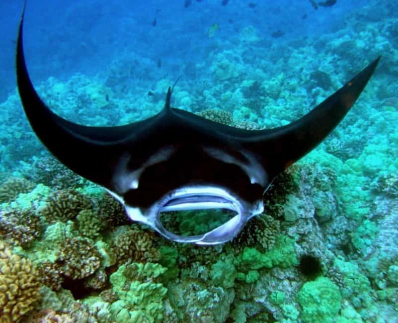 Manta Ray Snorkel in Kailua-Kona with Hot Cocoa - Why the Lights Bring Manta Rays Close