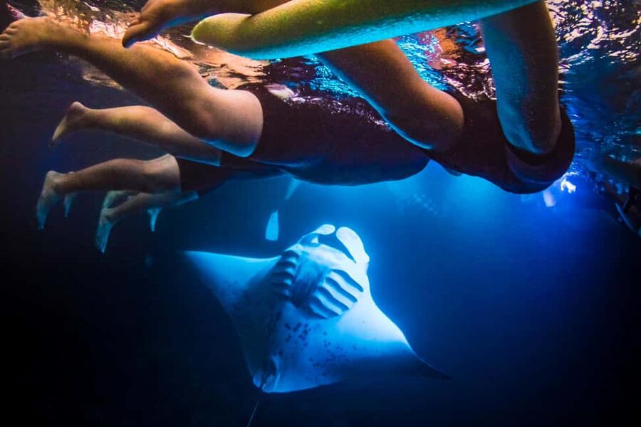 Manta Ray Snorkel in Kailua-Kona with Hot Cocoa - Floating Above the Rays for Up to 45 Minutes