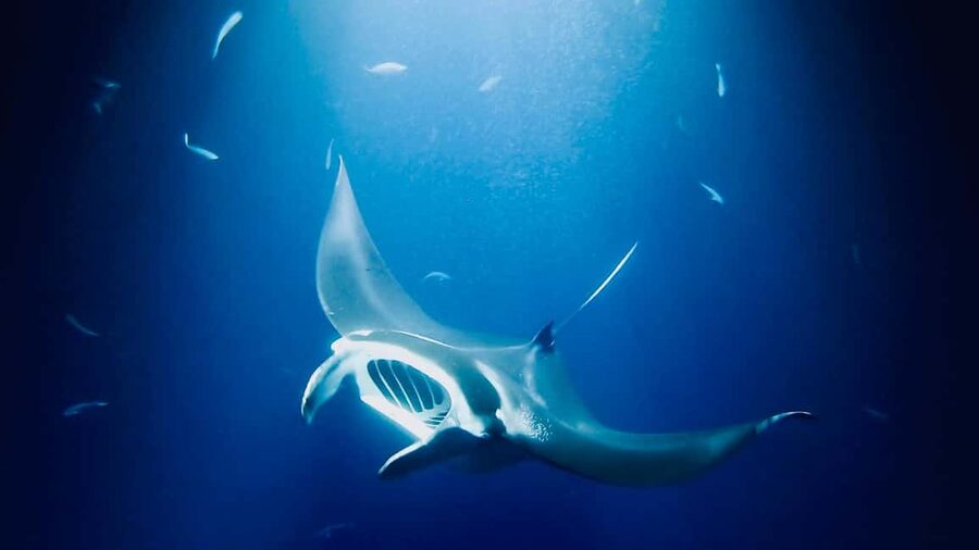 Manta Ray Snorkel in Kailua-Kona with Hot Cocoa - Hot Cocoa, Snacks, and the Ride Home