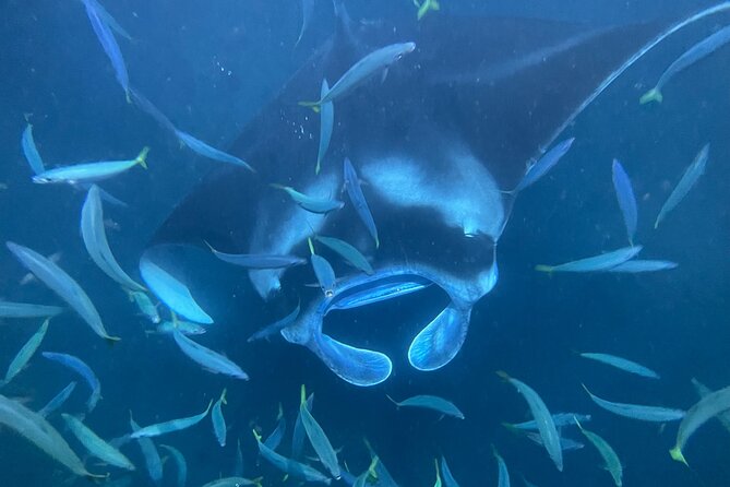 Manta Ray Snorkeling by Night in Kailua-Kona, Hawaii - The Hawaiian canoe ride to the manta site