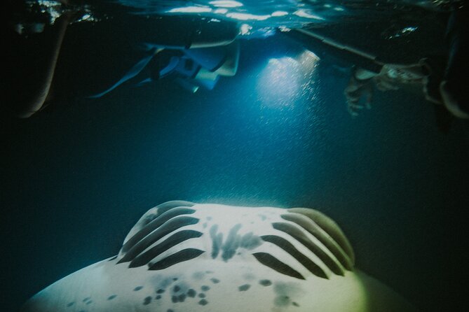 Manta Ray Snorkeling by Night in Kailua-Kona, Hawaii - What the manta rays do beneath you