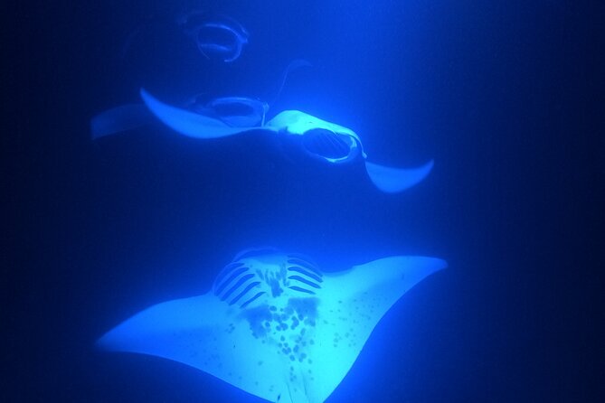 Manta Ray Snorkeling by Night in Kailua-Kona, Hawaii - How long the trip really lasts