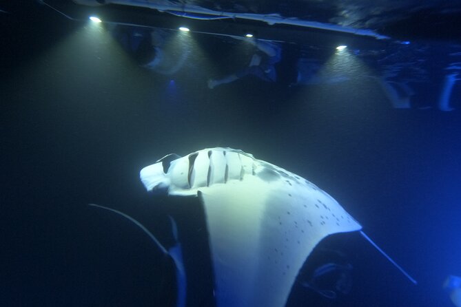 Manta Ray Snorkeling by Night in Kailua-Kona, Hawaii - Is $127.10 a good value?