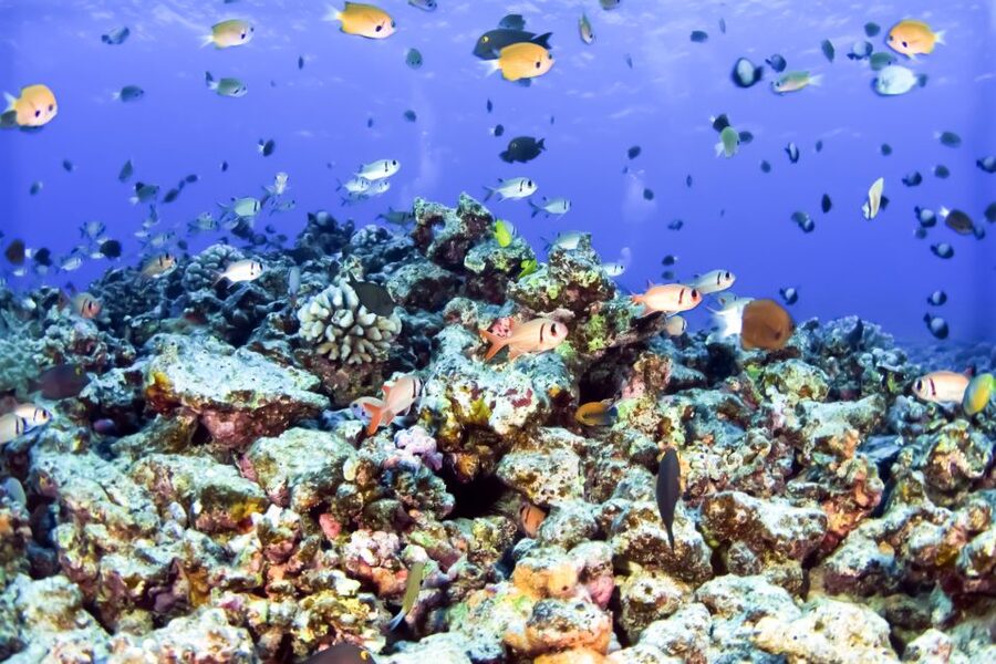 Maui: Eco-Friendly Molokini & Turtle Town Tour with Meals - Key points to know before booking