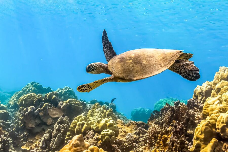 Maui: Eco-Friendly Molokini & Turtle Town Tour with Meals - Molokini is the star of this five-hour boat trip