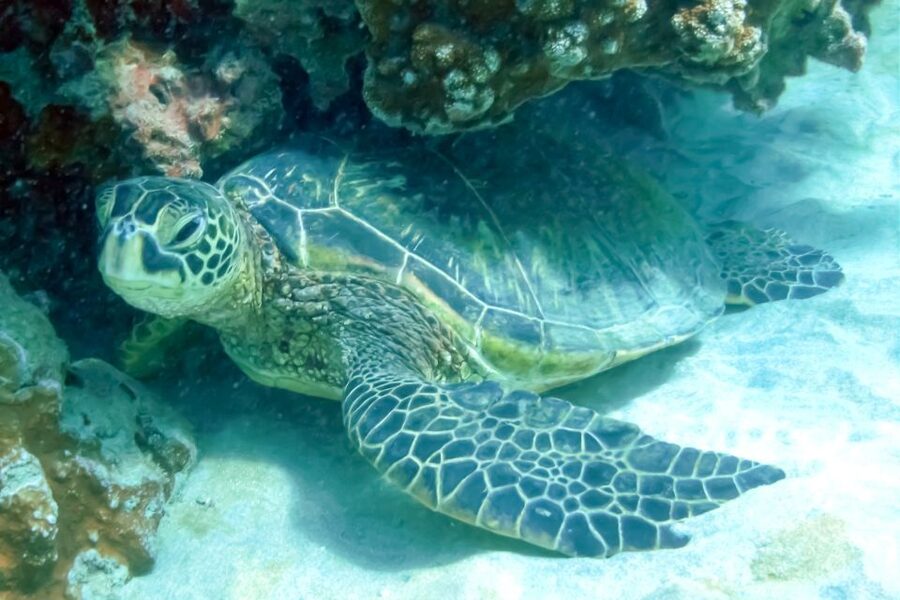 Maui: Eco-Friendly Molokini & Turtle Town Tour with Meals - Turtle Arches adds a second chance for marine life