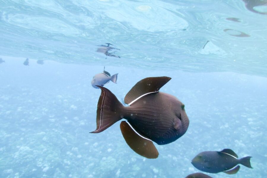 Maui: Eco-Friendly Molokini & Turtle Town Tour with Meals - Optical masks are a real advantage for eyeglass wearers