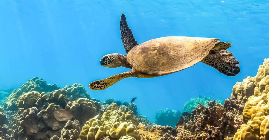 Maui: Eco-Friendly Molokini & Turtle Town Tour with Meals - Breakfast first, then a useful snorkel lesson