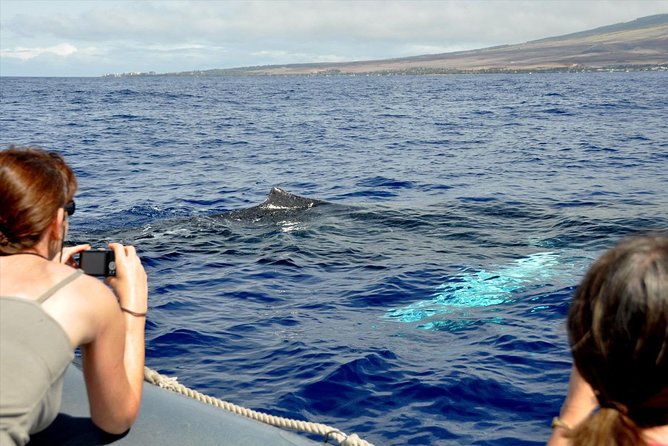 Maui Eco-Raft Tour: Eye-Level Whale or Dolphin Watching - Lahaina - Summer changes the focus to dolphins and coastal views