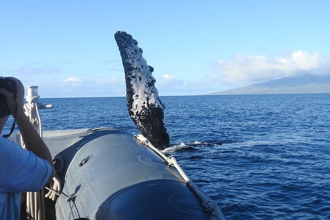 Maui Eco-Raft Tour: Eye-Level Whale or Dolphin Watching - Lahaina - What the 2 hours and 30 minutes feel like