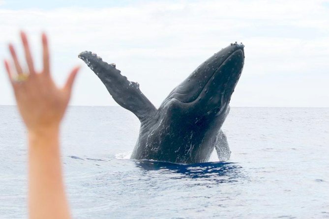 Maui Eco-Raft Tour: Eye-Level Whale or Dolphin Watching - Lahaina - Group size, seating, and the boarding reality