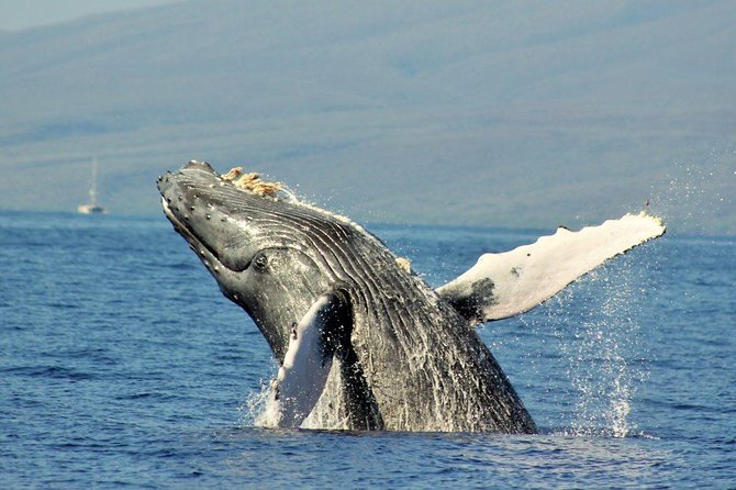 Maui Eco-Raft Tour: Eye-Level Whale or Dolphin Watching - Lahaina - How much value do you get for $85.16?