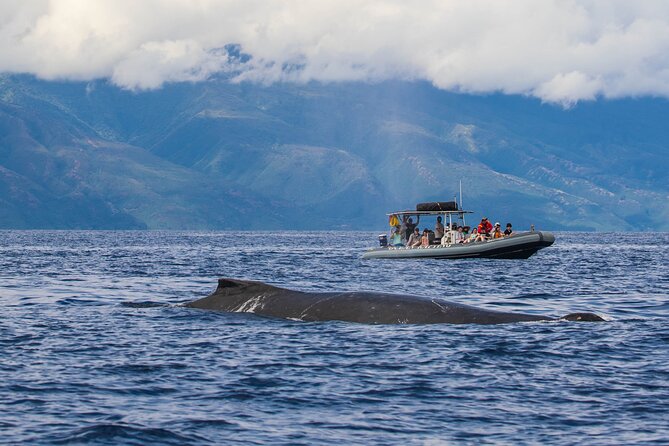 Maui Eco-Raft Tour: Eye-Level Whale or Dolphin Watching - Lahaina - Weather can change the plan