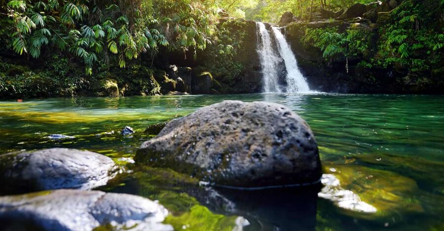 Maui: Guided Rainforest and Waterfall Walk & Swim - A short rainforest walk with a very wet finish