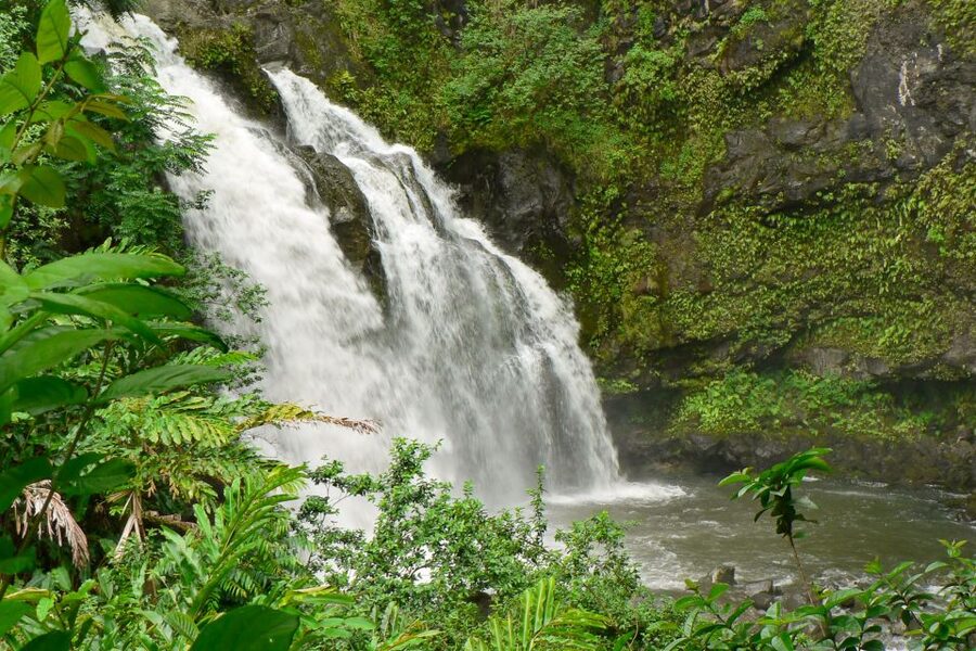 Maui: Guided Rainforest and Waterfall Walk & Swim - The waterfall stop: swimming, photos, and the rock jump