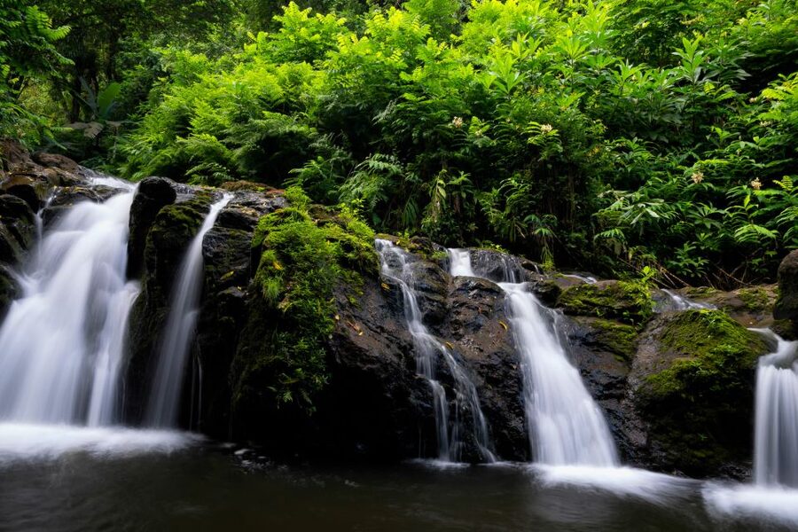 Maui: Guided Rainforest and Waterfall Walk & Swim - One waterfall or two?