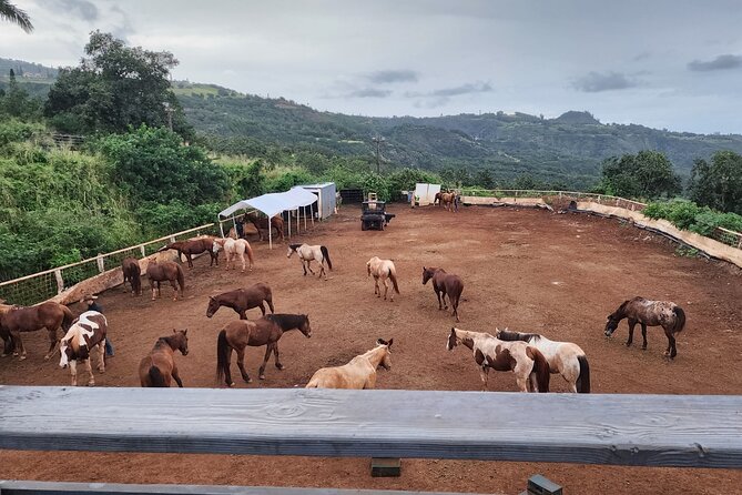 Maui Horseback Adventure at Circle M Ranch With Real Cowboys - Waihee Valley and the Pacific coast