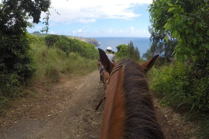 Maui Horseback Adventure at Circle M Ranch With Real Cowboys - Taro patches, plantations, and the return uphill