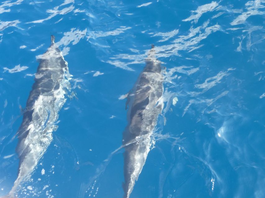 Maui: Kaanapali Beach 4-hour Snorkel w/ BBQ Lunch & Open Bar - Setting Sail From Kaanapali Beach