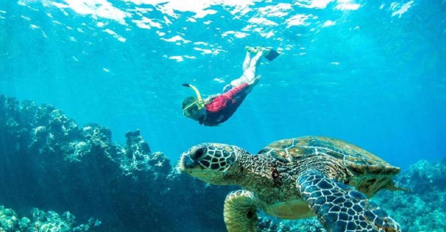 Maui: Kaanapali Beach 5-hr Snorkel w/ BBQ Lunch & Open Bar - What the five-hour Kaanapali sail is really like