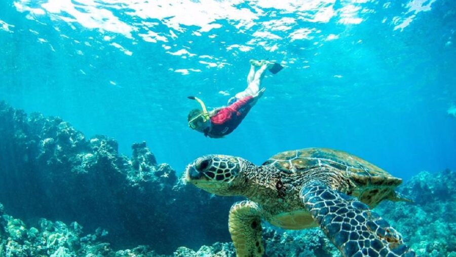Maui: Kaanapali Beach 5-hr Snorkel w/ BBQ Lunch & Open Bar - Choosing two snorkel sites by conditions