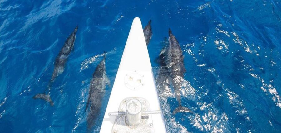 Maui: Kaanapali Beach 5-hr Snorkel w/ BBQ Lunch & Open Bar - Crew service and the human side of the trip