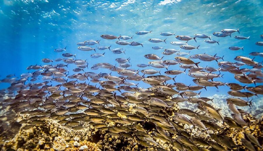 Maui: Kaanapali Beach 5-hr Snorkel w/ BBQ Lunch & Open Bar - Who should book this Kaanapali snorkel cruise?