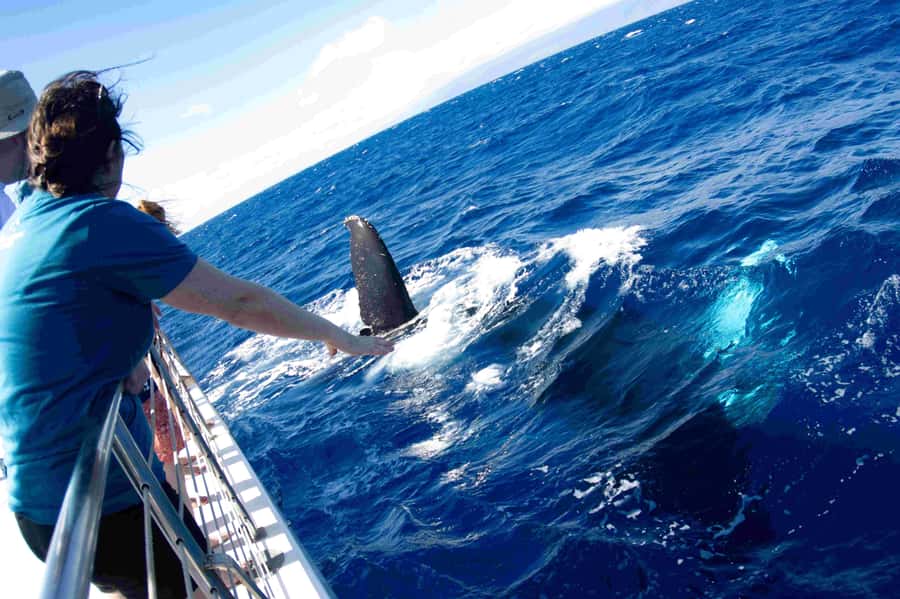 Maui: Kaanapali Whale Watching Boat with Open Bar and Food - Why this Kaanapali whale watch works