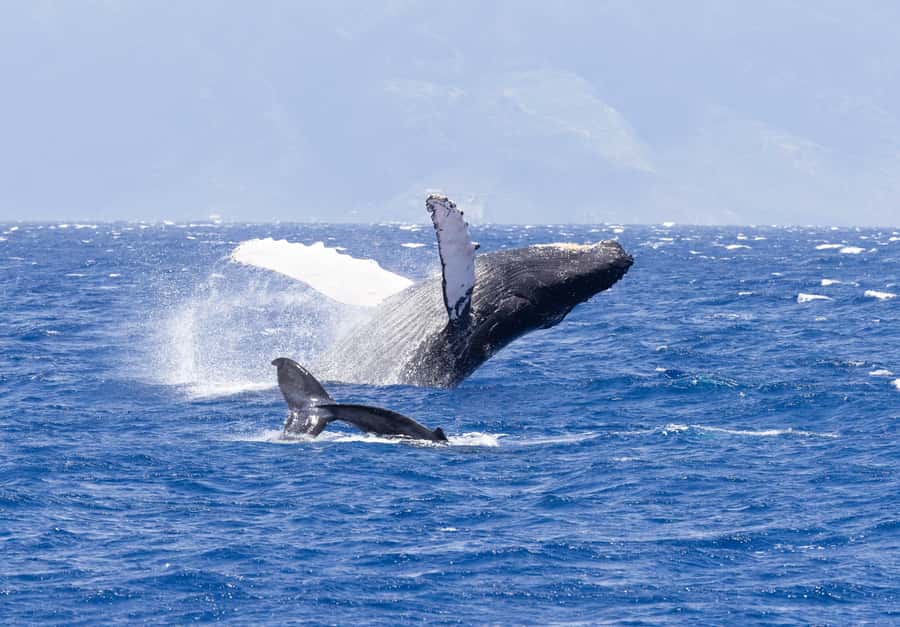Maui: Kaanapali Whale Watching Boat with Open Bar and Food - What the food and open bar add