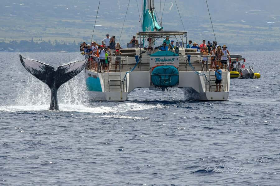 Maui: Kaanapali Whale Watching Boat with Open Bar and Food - My take: book it if comfort matters