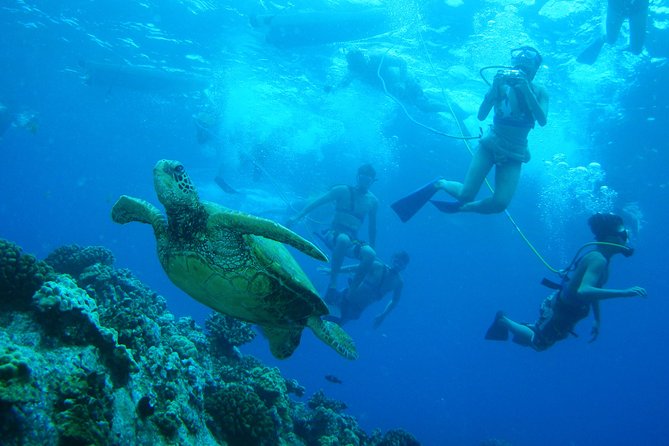 Maui: Molokini and Turtle Town Snorkeling aboard Pride of Maui - How the $203 price holds up