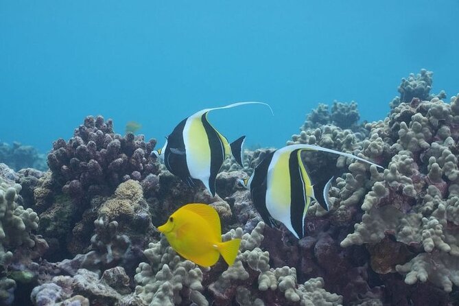 Maui: Molokini and Turtles Luxury Yacht Snorkel - Turtle Town and the chance to see Hawaiian green sea turtles