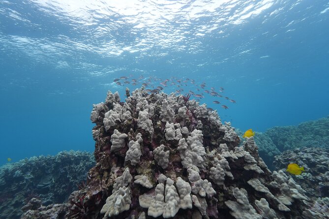 Maui: Molokini and Turtles Luxury Yacht Snorkel - How the luxury yacht earns its higher price
