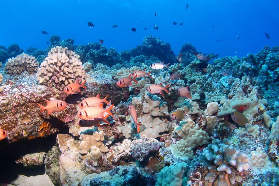 Maui: Molokini Snorkel and Performance Sail with Lunch - The five-hour plan from Ma’alaea Harbor to Molokini