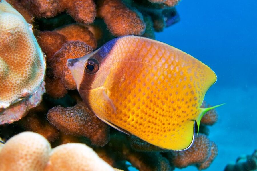 Maui: Molokini Snorkel and Performance Sail with Lunch - Breakfast, buffet lunch, and what you actually get for $200