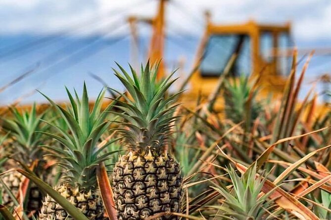 Maui Pineapple Farm Tour in Haliimaile - Tasting Maui Gold pineapple at different stages