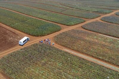Maui Pineapple Farm Tour in Haliimaile