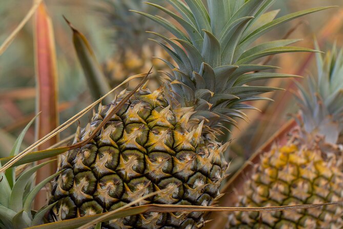 Maui Pineapple Farm Tour in Haliimaile - The take-home pineapple and its real value