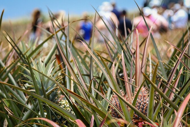 Maui Pineapple Farm Tour in Haliimaile - Who should book this experience?
