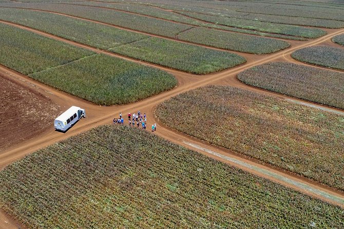 Maui Pineapple Farm Tour in Haliimaile - Riding into the working pineapple fields