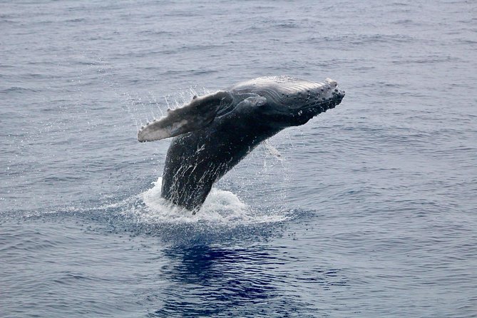 Maui Premium Sunset Dinner Cruise & Whale Watch - Sailing from Maalaea Harbor