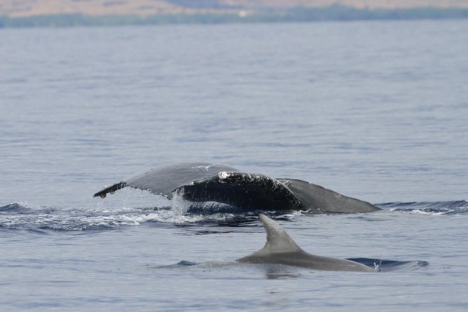 Maui Premium Sunset Dinner Cruise & Whale Watch - Is this three-hour cruise worth booking?