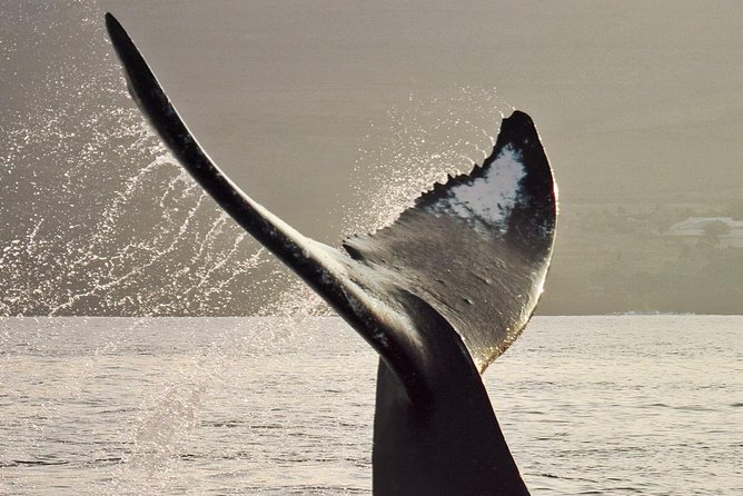 Maui Premium Sunset Dinner Cruise & Whale Watch - The naturalist commentary and whale song
